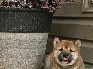 Shiba Inu dogs for sale: Ginger - Ad 2