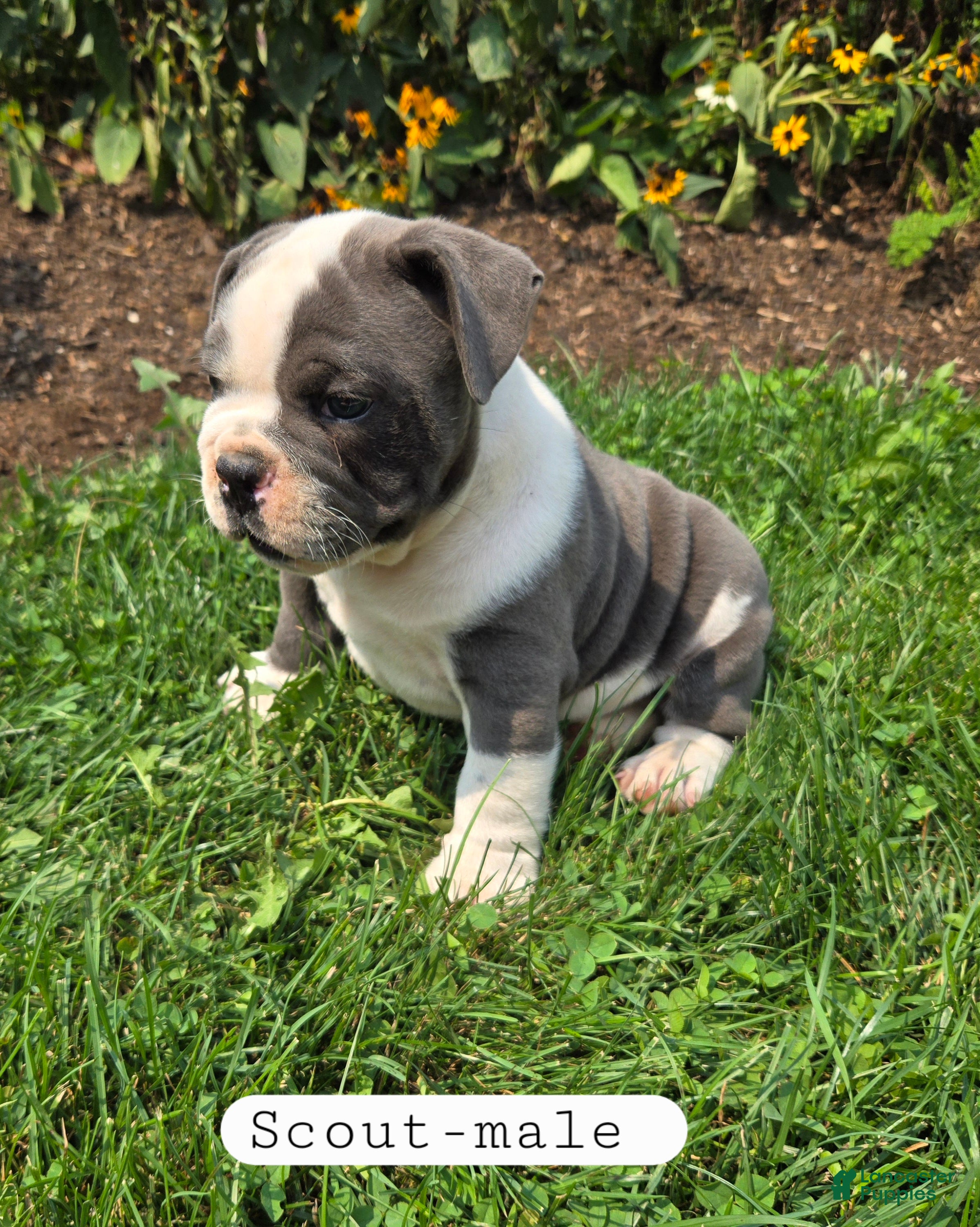 Olde English Bulldogge dogs Scout - Ad 4