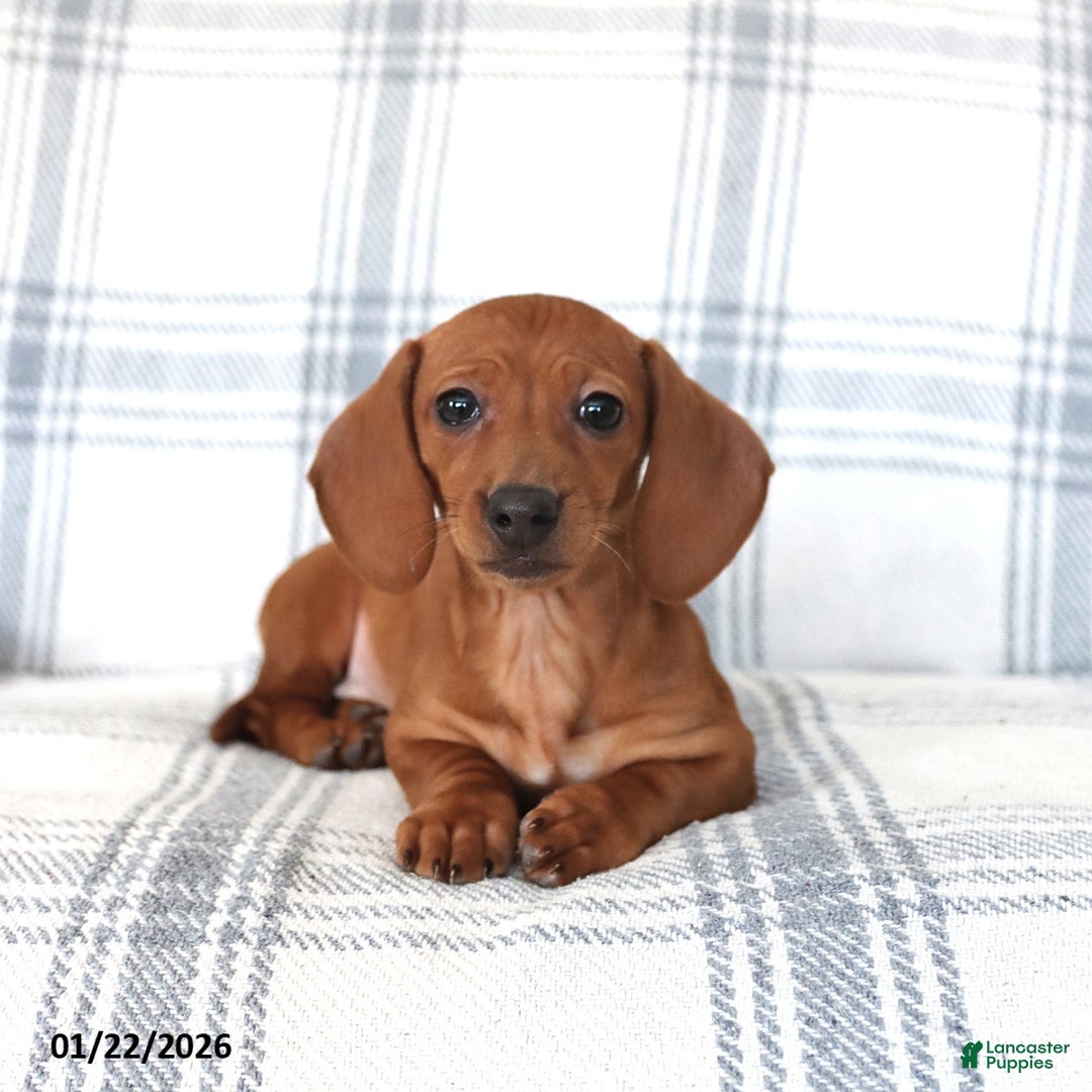 Dachshund dogs for sale: Chili - Ad 2