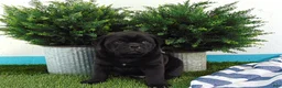 Mixed Breed dogs for sale: Silas - Ad 6