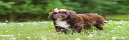 Portuguese Water Dog dogs for sale: Nora - Ad 5