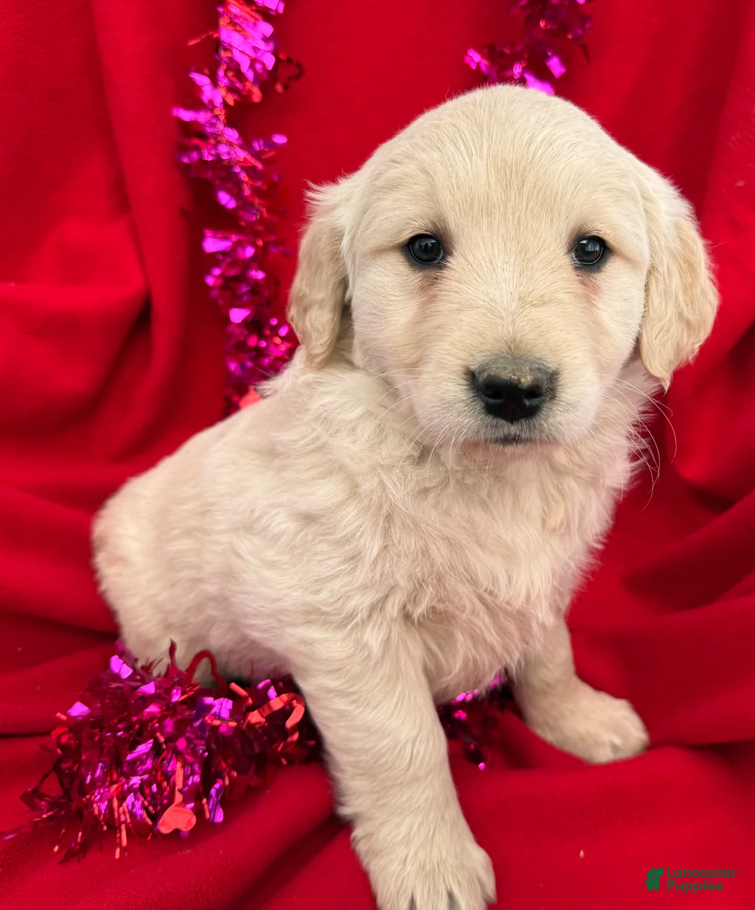 Golden Retriever dogs for sale: Lilly - Ad 1