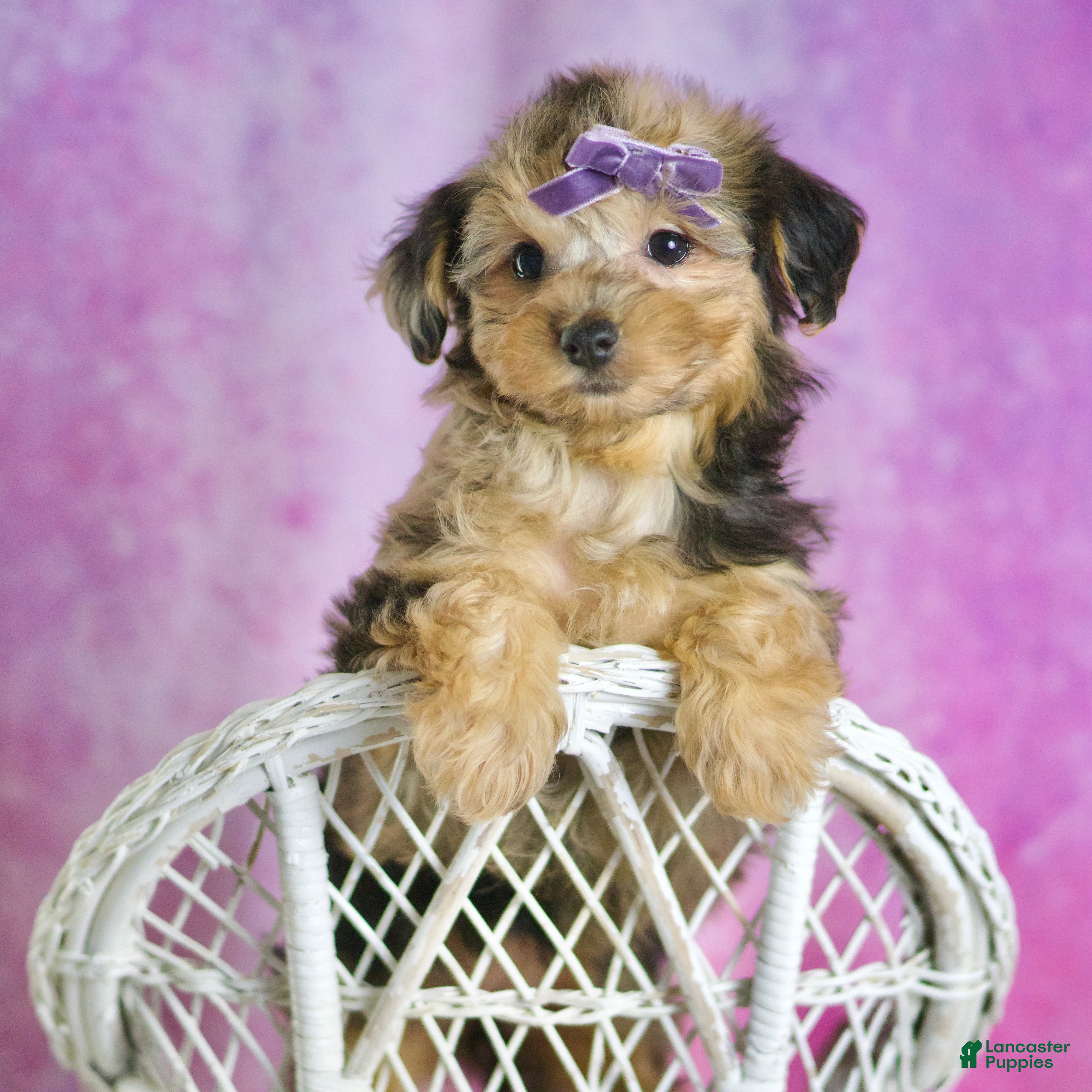 Yorkiepoo dogs Kiki - Ad 18