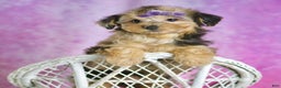 Yorkiepoo dogs for sale: Kiki - Ad 1