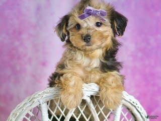 Yorkiepoo dogs Kiki - Ad 42