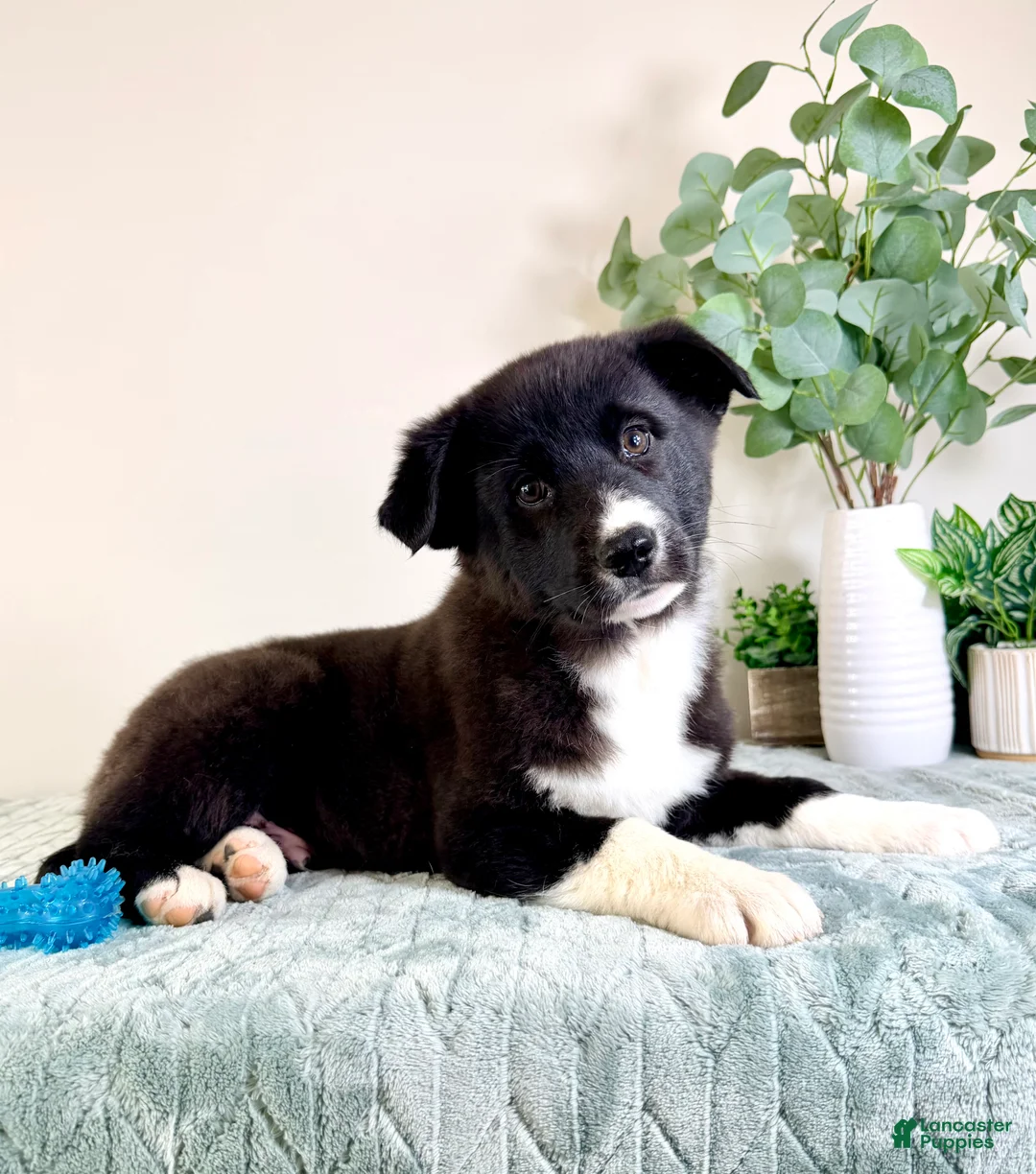 Gerberian Shepsky dogs for sale: Bastian - Ad 3