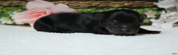 Yorkiepoo dogs for sale: Toughy - Ad 10
