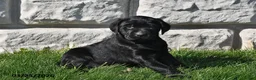 Labrador Retriever dogs for sale: Cole - Ad 2