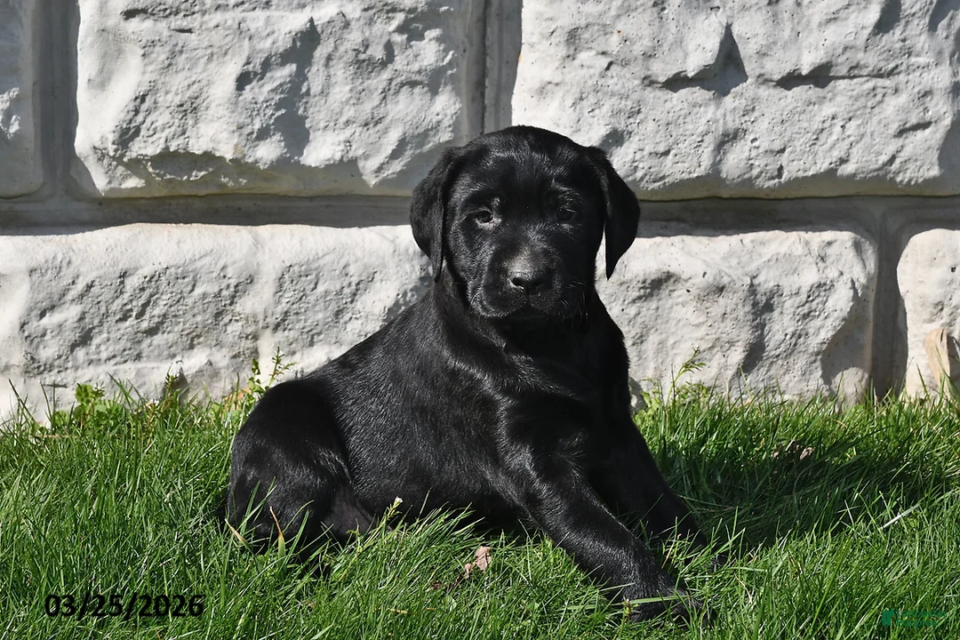 Labrador Retriever dogs for sale: Cole - Ad 2