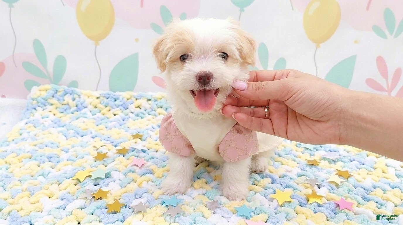 Maltipoo dogs ANGEL - Ad 17