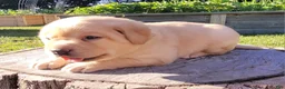 Labrador Retriever dogs for sale: Lexi - Ad 9