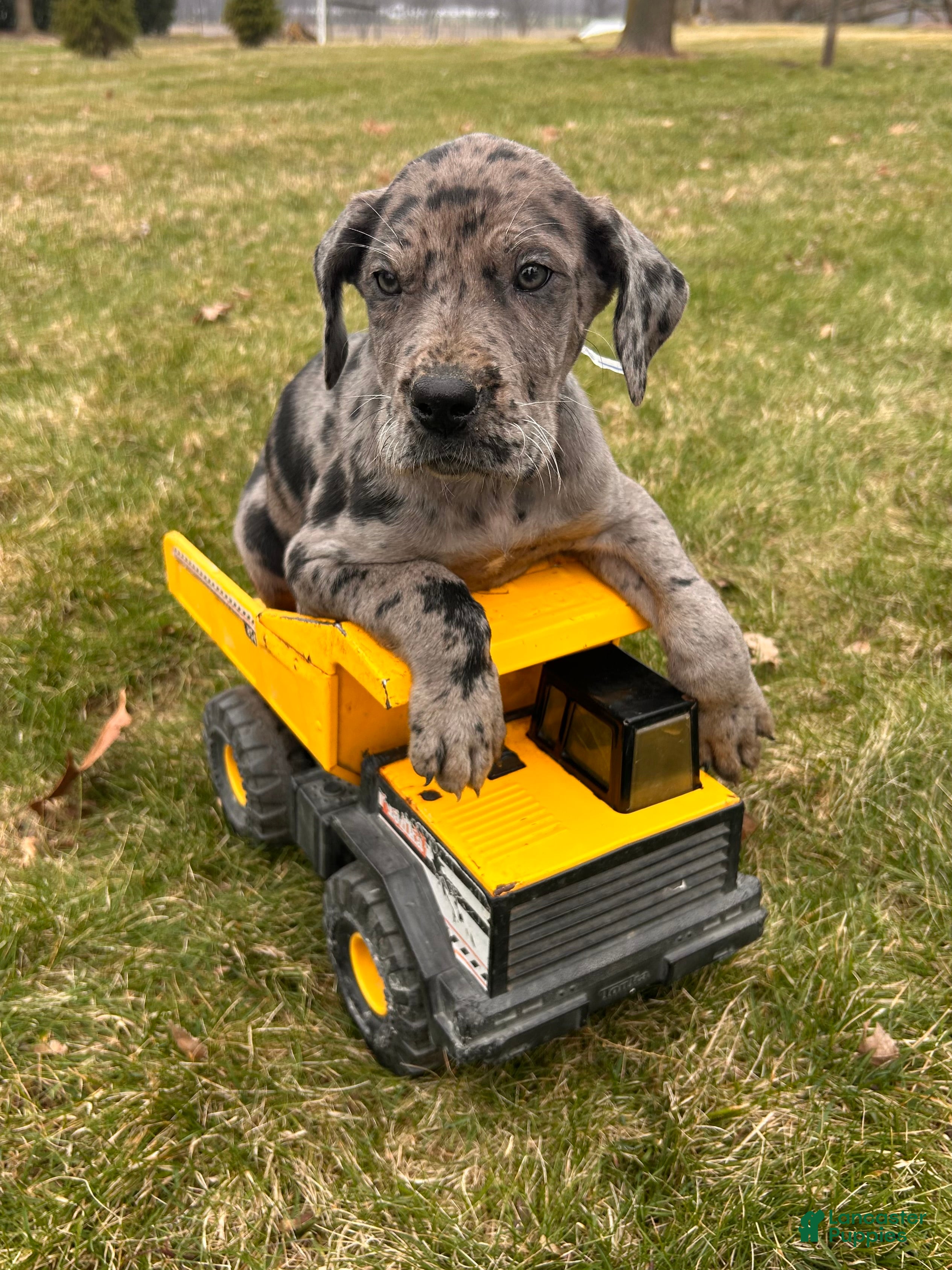 Great Dane dogs Rocco - Ad 1