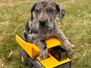 Great Dane dogs for sale: Rocco - Ad 4