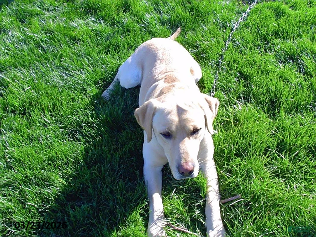 Labrador Retriever dogs for sale: Bonnie - Ad 8