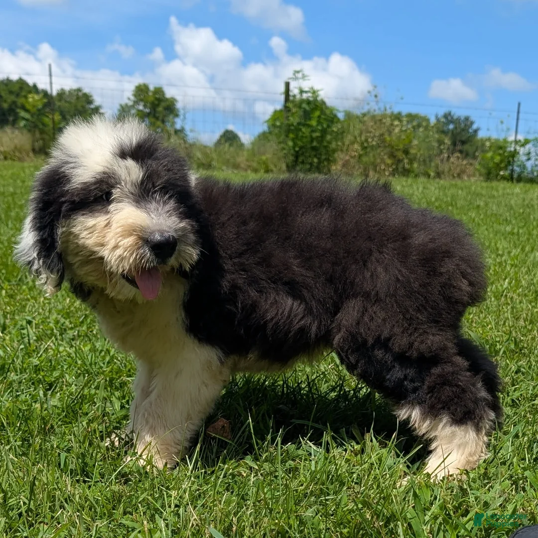 Old English Sheepdog dogs for sale: Flurry - Ad 12