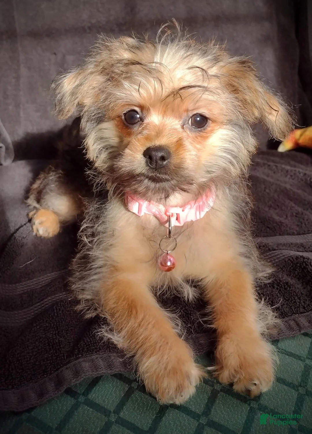 Chorkie dogs for sale: Chorkie Puppy 1 - Ad 2