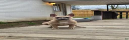 American Bully dogs for sale: Pixie - Ad 3