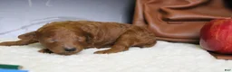 Mixed Breed dogs for sale: Clementine  - Ad 6