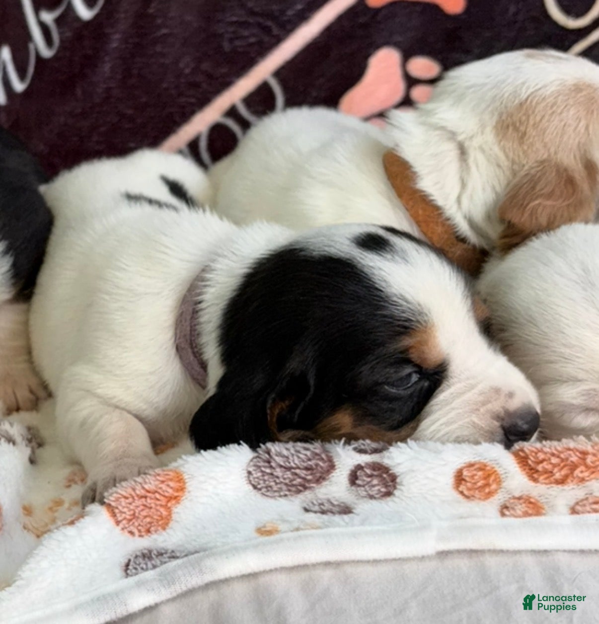 Basset Hound dogs Basset Hound 8 - Ad 24