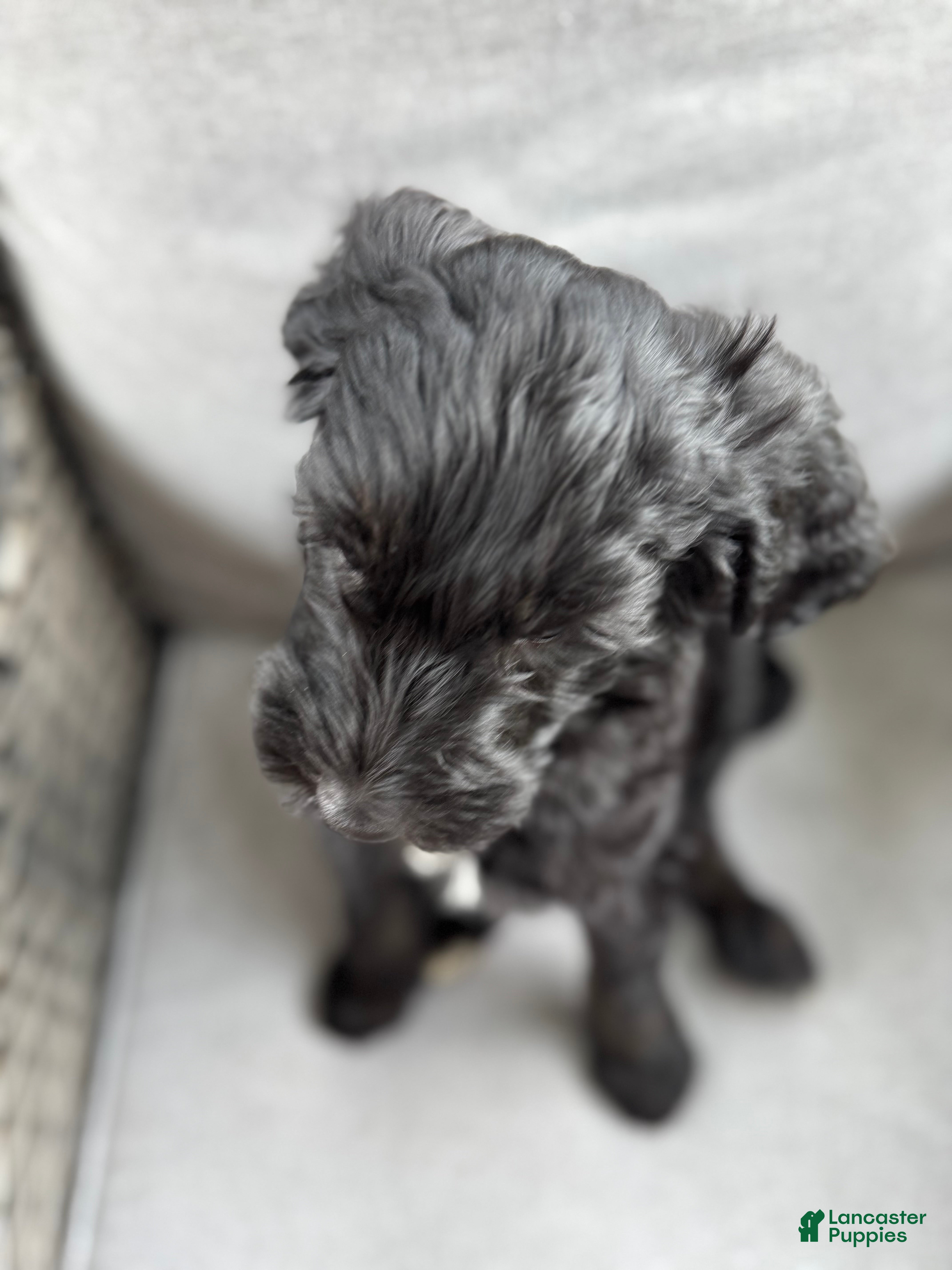 Goldendoodle dogs Levi multi generational  - Ad 2