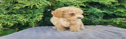 Mini Bernedoodle dogs for sale: Liam - Ad 2