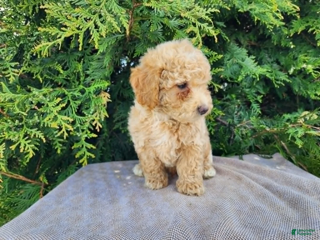 Mini Bernedoodle dogs for sale: Liam - Ad 2