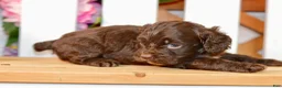 Cockapoo dogs for sale: Claudia - Ad 5