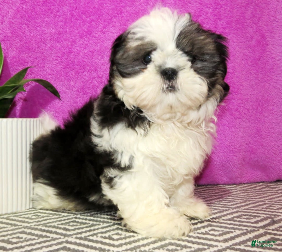 Gallery Image {{count}}