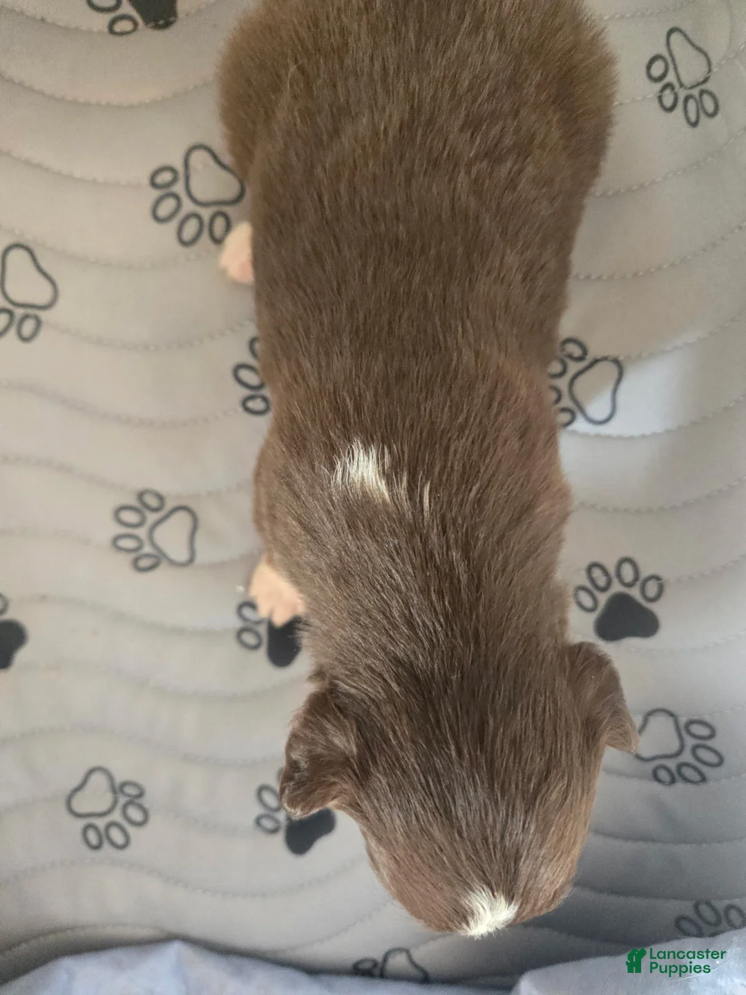 Australian Shepherd dogs for sale: Australian Shepherd Puppy 7 - Ad 2