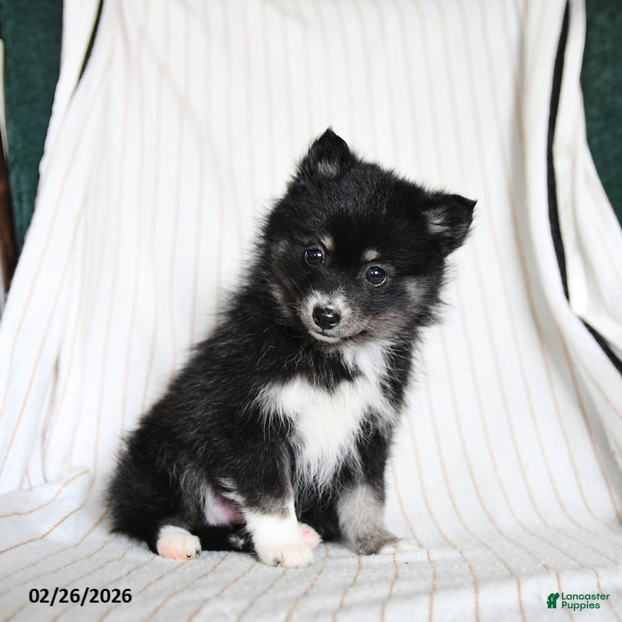 Pomsky dogs Penny - Ad 2