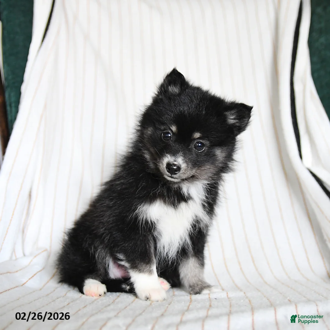 Pomsky dogs for sale: Penny - Ad 2