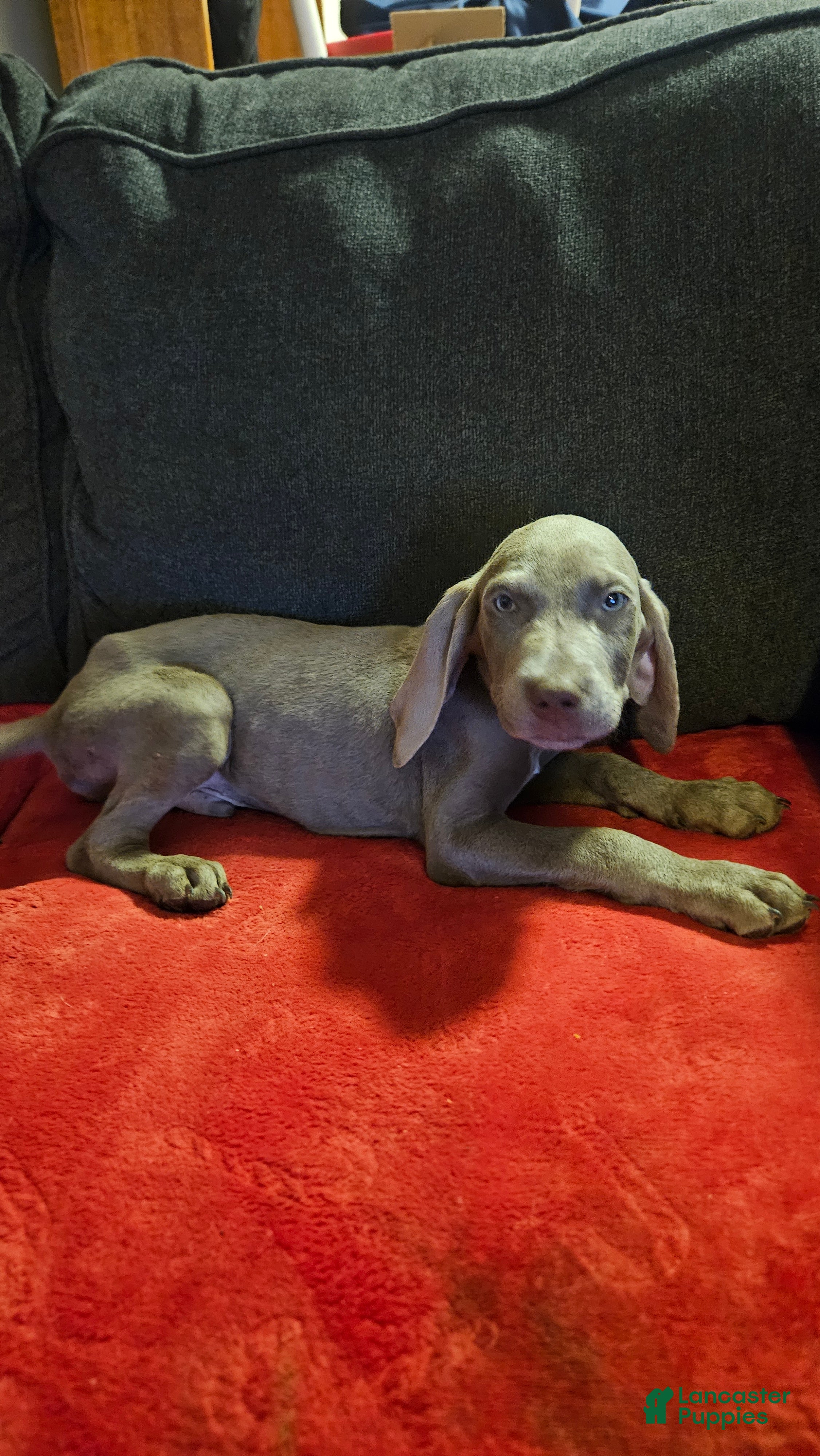Weimaraner dogs Weimaraner 11 - Ad 7