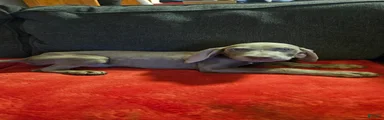 Weimaraner 11