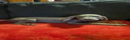 Weimaraner dogs for sale: Weimaraner 11 - Ad 1
