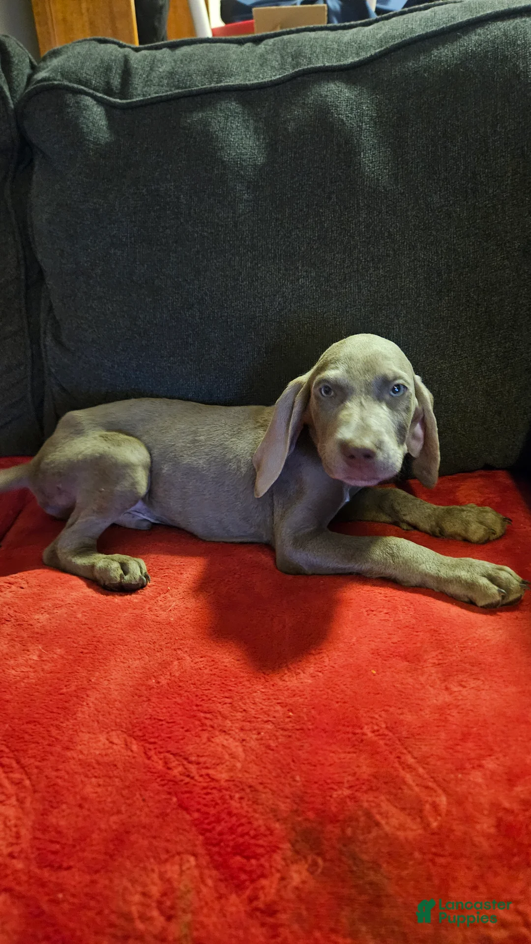 Weimaraner dogs for sale: Weimaraner 11 - Ad 1