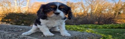 Cavalier King Charles Spaniel dogs for sale: Vivian - Ad 7