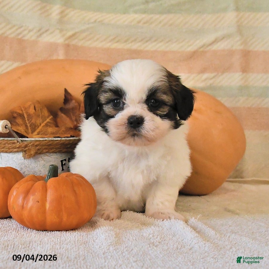 Shih Tzu dogs Clyde - Ad 1