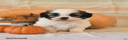Shih Tzu dogs for sale: Clyde - Ad 1
