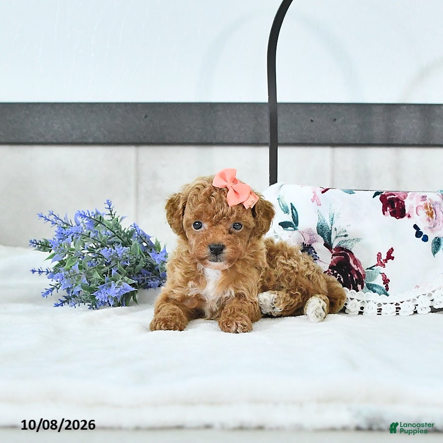 Toy Poodle dogs Audrey - Ad 2