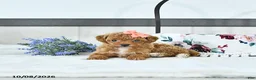 Toy Poodle dogs for sale: Audrey - Ad 2