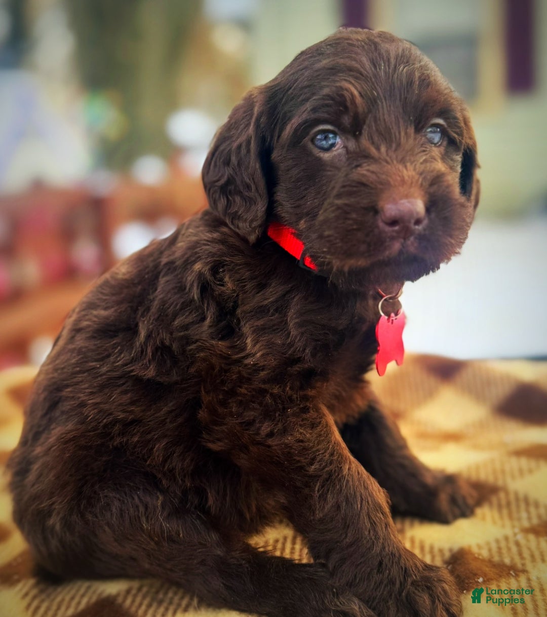 Labradoodle dogs for sale: Labradoodle Puppy 1 - Ad 17