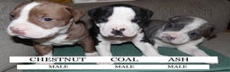 American Pit Bull Terrier dogs for sale: ASH - Ad 3