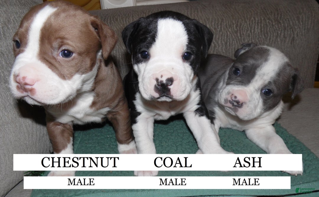 American Pit Bull Terrier dogs for sale: ASH - Ad 3