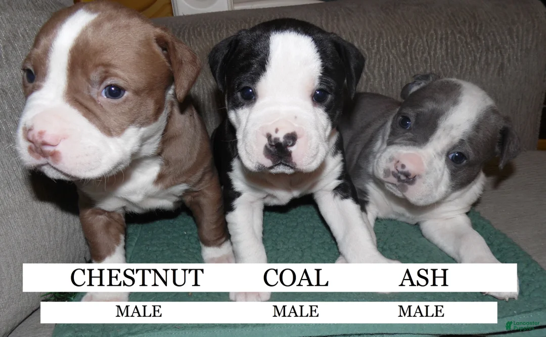 American Pit Bull Terrier dogs for sale: ASH - Ad 4