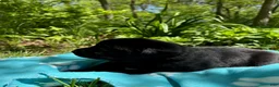 Labrador Retriever dogs for sale: Blackjack - Ad 3