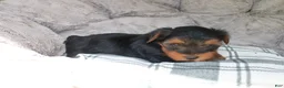 Yorkshire Terrier dogs for sale: Mia  - Ad 3
