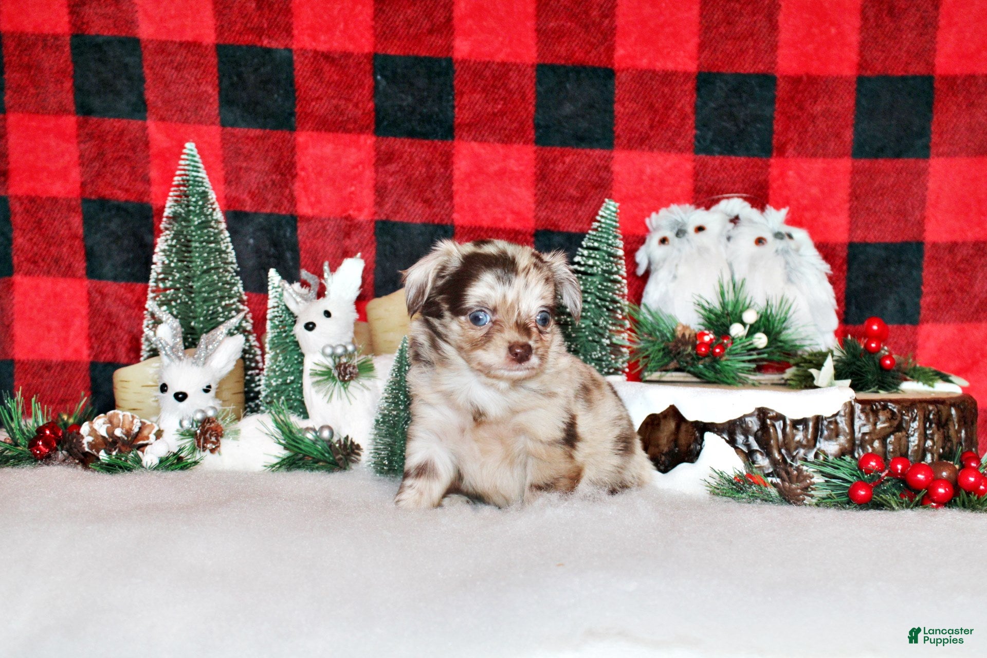 Chihuahua dogs Wynlee - Ad 15