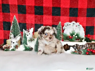 Chihuahua dogs Wynlee - Ad 38