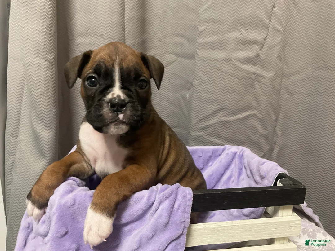 Boxer dogs for sale: 🌼 DAISY - Ad 1