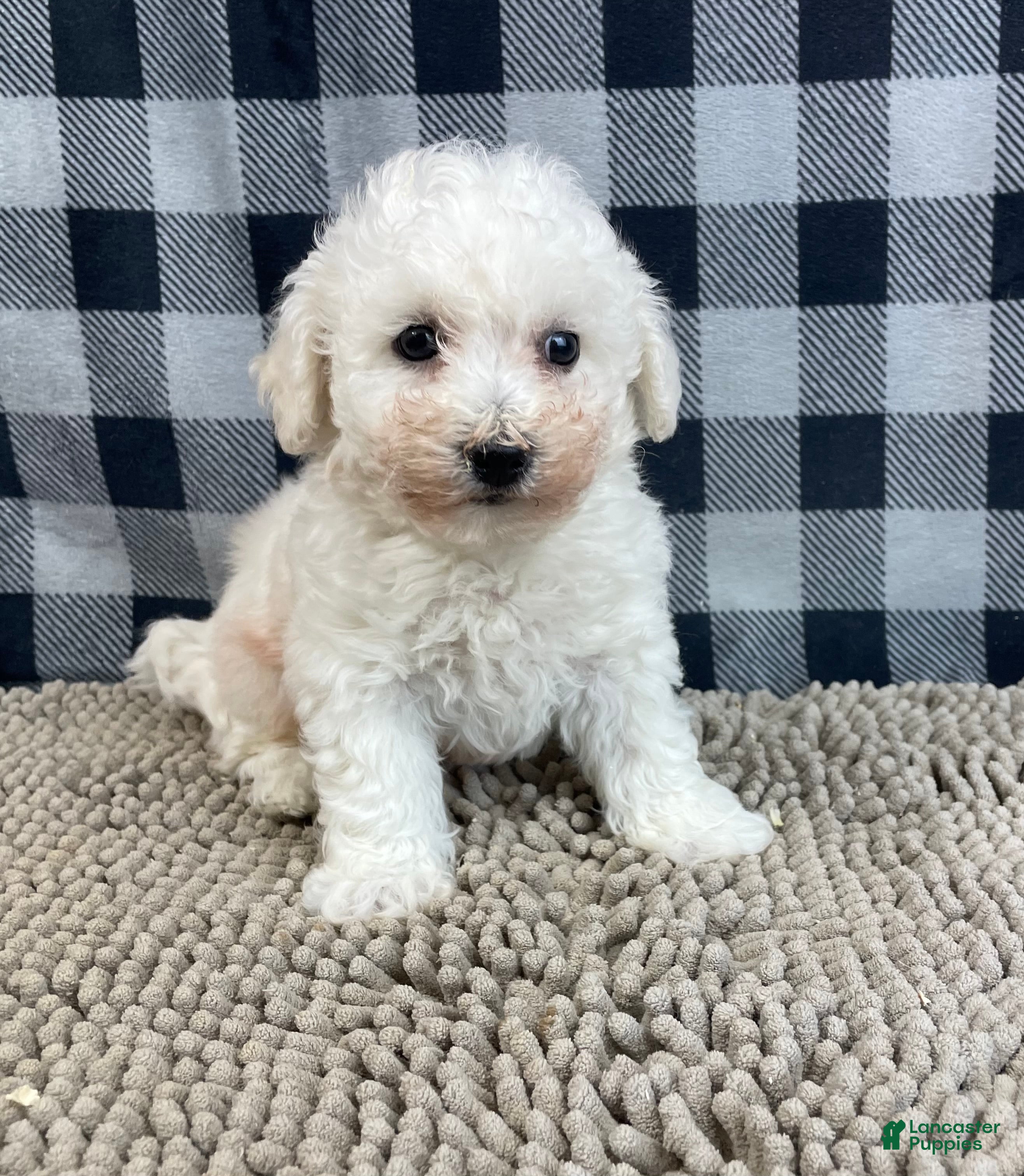 Bichon Frise dogs Bernie - Ad 14